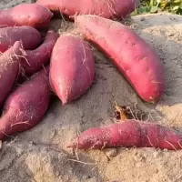 红薯kg