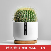 绿荫巷子仙人掌球多肉植物盆栽