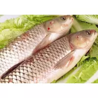 草鱼 kg