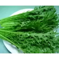 雪里红1kg/件