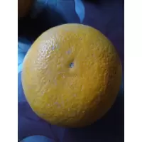 胡柚,直径大于7cm,当季鲜果