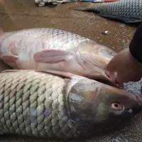 鲤鱼(新鲜)