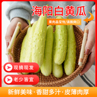 希礼盛山东海阳白玉黄瓜5斤(20根左右)