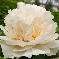 方解实牡丹花苗木2加仑盆每棵