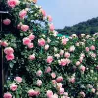 方解实爬藤月季花苗木每棵