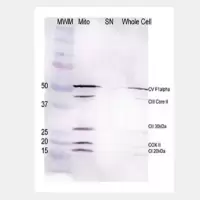 Mitochondria分离试剂盒for Cultured Cells