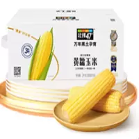 北纬47 200g*10穗黄糯玉米低脂玉米棒东北黄糯玉米杂粮