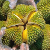 [熊猫鸟]泰国新鲜甲仑榴莲 进口榴莲 1个装 3-4斤 软糯香甜 新鲜水果