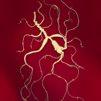 长白山人参野山参A10一等 60年以上/23-25g/盒