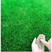 保康(BAOKANG) 草籽 草籽;种子
