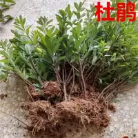偌航杜鹃花苗1颗树苗绿化带篱笆工程色块室外庭院植物