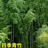 绿化树苗竹子苗(不含盆,修剪发货)[四季精品青竹]10棵四季青竹粗1.5cm+专用肥