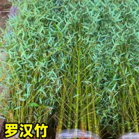 绿化树苗竹子苗(不含盆,修剪发货)[精品罗汉竹]5颗罗汉竹粗1.5cm+专用肥