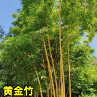 绿化树苗竹子苗(不含盆,修剪发货)[精品黄金竹]10棵黄金竹粗1cm+专用肥