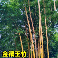 绿化树苗竹子苗(不含盆,修剪发货)《不剪头》金镶玉高度5棵+专用肥