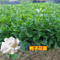 绿化苗木栀子花苗40-60厘米100棵