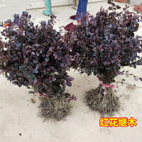 绿化苗木红花继木30-40厘米100棵