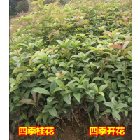 绿化苗木四季桂15-30厘米100棵