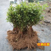 绿化苗木杜鹃花苗20-40厘米100棵