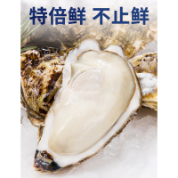 特倍鲜生蚝 250克-300克 保质期15天 可食堂全品类供应