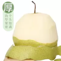 乐养优品 河北精品雪梨 500g (单位:斤)