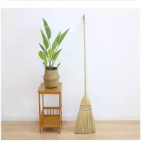 院落大扫把(芨芨草