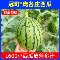 冠町 北京庞各庄西瓜L600吊瓜两粒装约5斤 新鲜应季水果产地直发