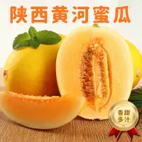 [熊猫鸟]陕西黄河蜜瓜 红肉蜜瓜 带箱3斤装 香甜可口 新鲜水果应季 国产特产