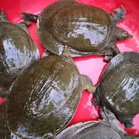 甲鱼 kg