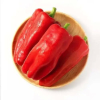红泡椒 kg