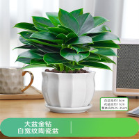 大盆金钻绿公主盆栽吸毒王水培绿植室内卫全行净化空气吸除甲醛植物特A级大盆金钻绿公主(白宽纹陶瓷盆)