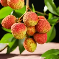 [熊猫鸟]顺丰冷链 海南海口荔枝 妃子笑荔枝 净重2.2-2.5斤装 新鲜水果 一口爆汁 现摘现发