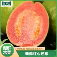 [苏鲜生]福建红心芭乐 番石榴 3斤装 新鲜水果 甘甜可口 果香怡人 香甜多汁