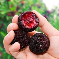 JD快递[熊猫鸟]浮宫早杨梅 硬丝杨梅 5盒 单果12g以上 250g/盒 新鲜水果 酸甜可口