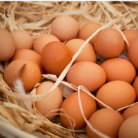 鸡 蛋(新鲜)