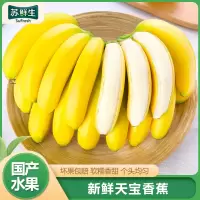 [苏鲜生]福建天宝香蕉3斤箱装 新鲜当季水果 香甜软糯 孕妇宝宝辅食1