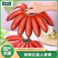 [苏鲜生]精品国产红皮香蕉 3斤装 美人蕉 孕妇水果宝宝辅食 新鲜当季红香蕉1