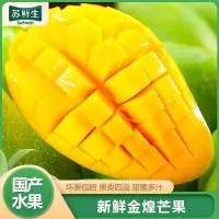 [苏鲜生]新鲜金煌芒 一级果 净重4.5斤 大果 单果400g以上 热带水果