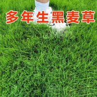 进口草坪种子草籽四季常青免修剪护坡草种别墅耐庭院护坡耐寒耐旱 多年生黑麦草一千克