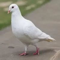 鸽子 只