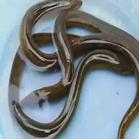 黄鳝 kg