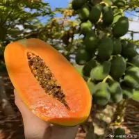 木瓜 kg