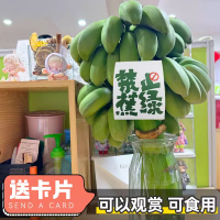 卡片随机[西沛生鲜]新鲜小米蕉 禁止蕉绿 9斤 3-4把 新鲜当季水果 香甜软糯 办公桌绿植