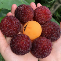 苏鲜生 浙江仙居杨梅贡品氮气杨梅48颗2.5斤送礼特级高山杨梅单果25-30克