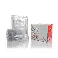NuPAGE™ 4-12%,Bis-Tris,1.0–1.5 mm,小型蛋白凝胶 NP0335BOX