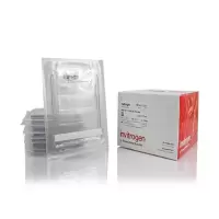 NuPAGE™ 4-12%,Bis-Tris,1.0–1.5 mm,小型蛋白凝胶 NP0335BOX