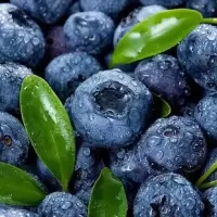 蓝莓 盒