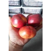 油桃,果径60以上,当季鲜果