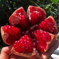 鲜贝达突尼斯软籽石榴5斤装[单果250g起]水果