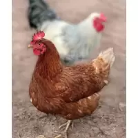 康绿 冰鲜公鸡